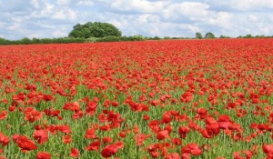 poppies_rememberance-day