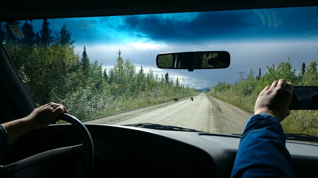 What's a trip to the Yukon without a shot of a family of bears. Mama was waiting in the bushes while her 3 cubs scampered back in for protection after assessing who we were. (Source: CEO.ca)