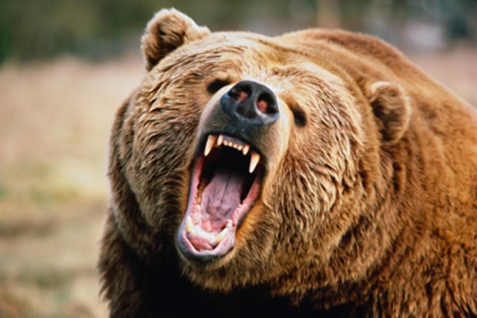 Bear Markets